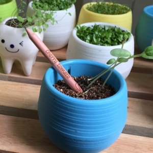 crayon graine personnalisé