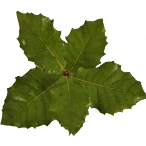 plant d'arbre 7