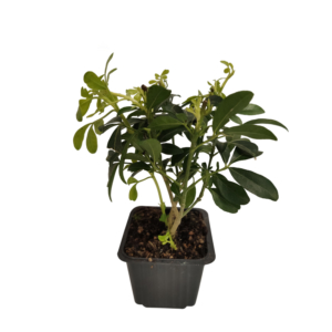 plant d'arbre6